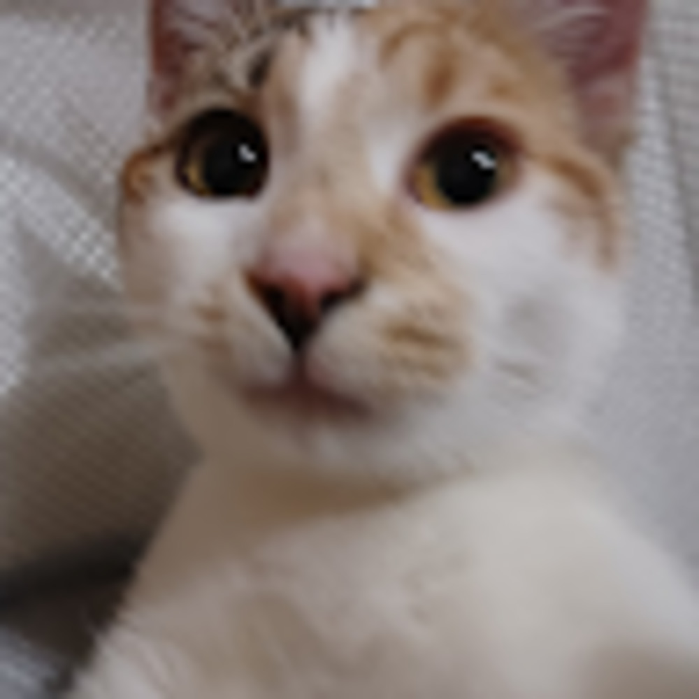 Meet your Posher, Lorena